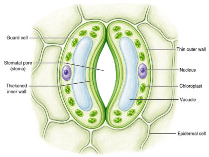 Stomatal Pore and Guard Cells labeled digram