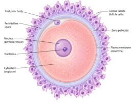Human Egg Cell labeled diagram