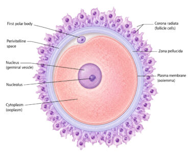Human Egg Cell labeled diagram