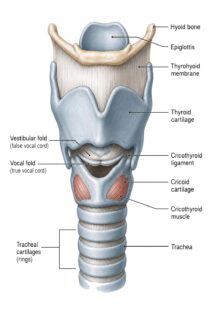 Larynx Anatomy labeled diagram