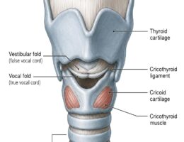 Larynx Anatomy labeled diagram