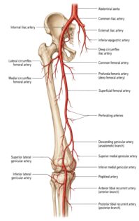 Leg Arteries labeled diagram
