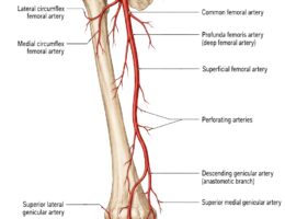 Leg Arteries labeled diagram