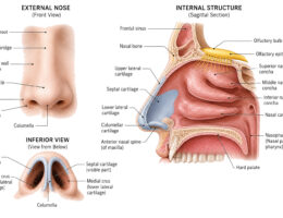 Human Nose labeled diagram