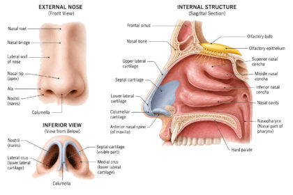 Human Nose labeled diagram