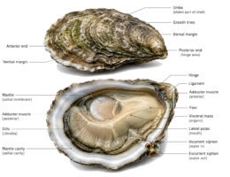 Oyster labeled diagram