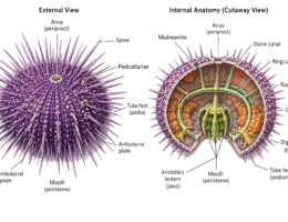Sea Urchin labeled diagram