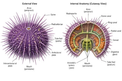 Sea Urchin labeled diagram