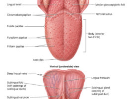 labeled tongue diagram
