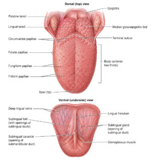 labeled tongue diagram