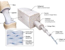Ligament labeled diagram
