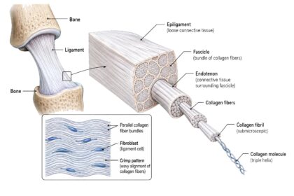 Ligament labeled diagram
