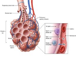 Lung Alveoli labeled diagram