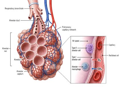 Lung Alveoli labeled diagram