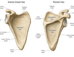 Scapula labeled diagram
