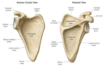 Scapula labeled diagram