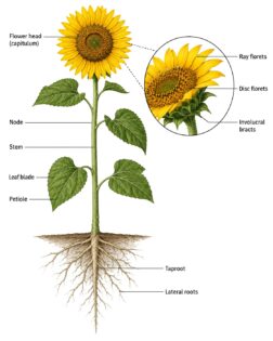 Sunflower labeled diagram