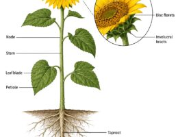 Sunflower labeled diagram