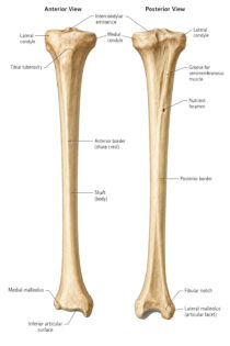 Tibia labeled diagram