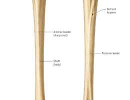 Tibia labeled diagram